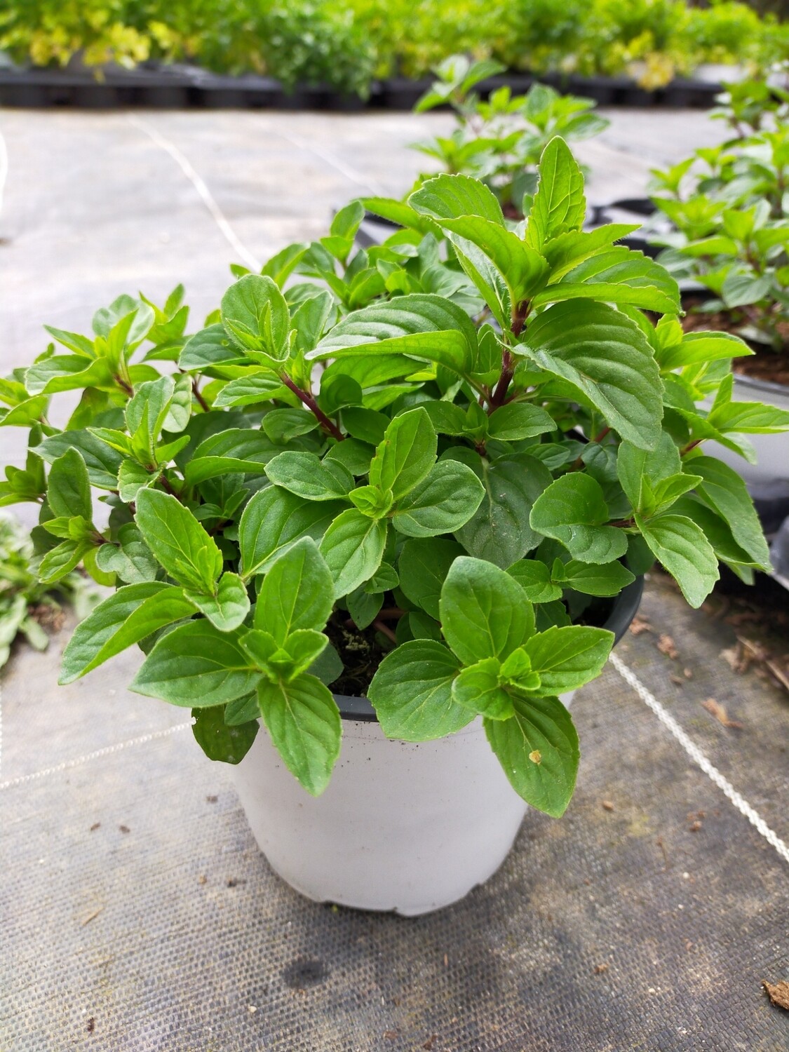 Menthe gingembre