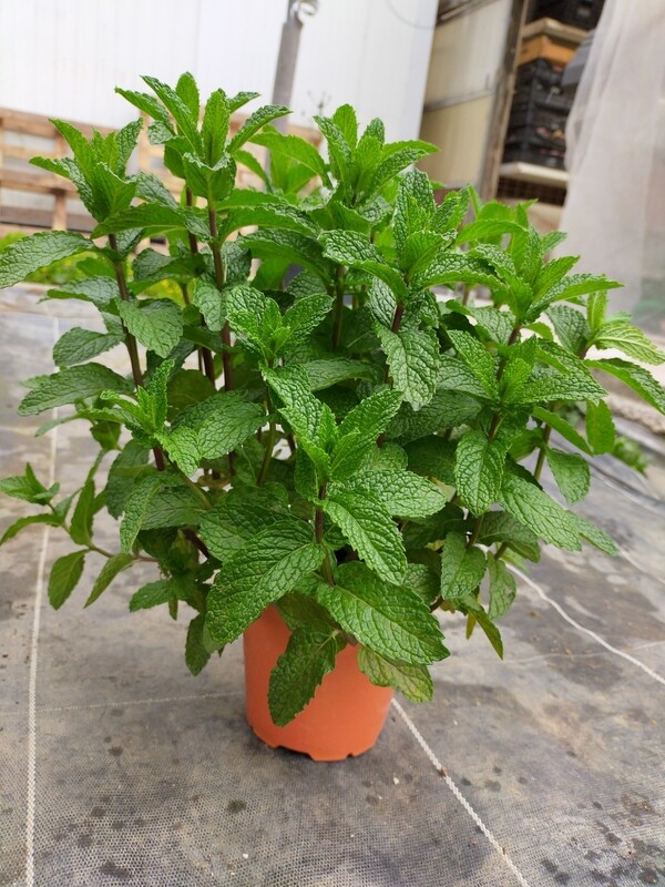 Menthe Marocaine