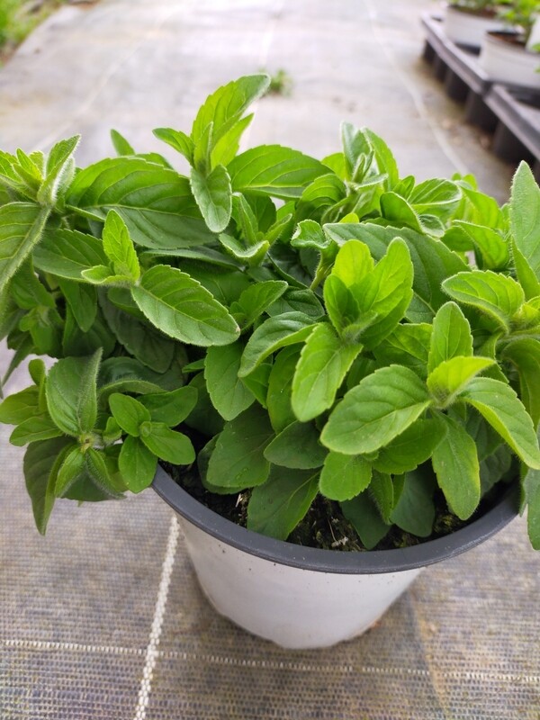 Menthe Banane