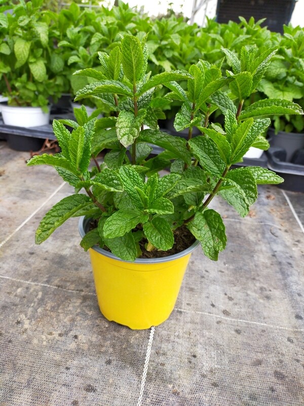 Menthe Mojito / Hemingway