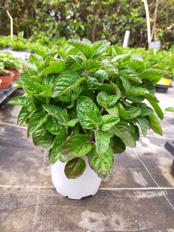 Menthe Pamplemousse