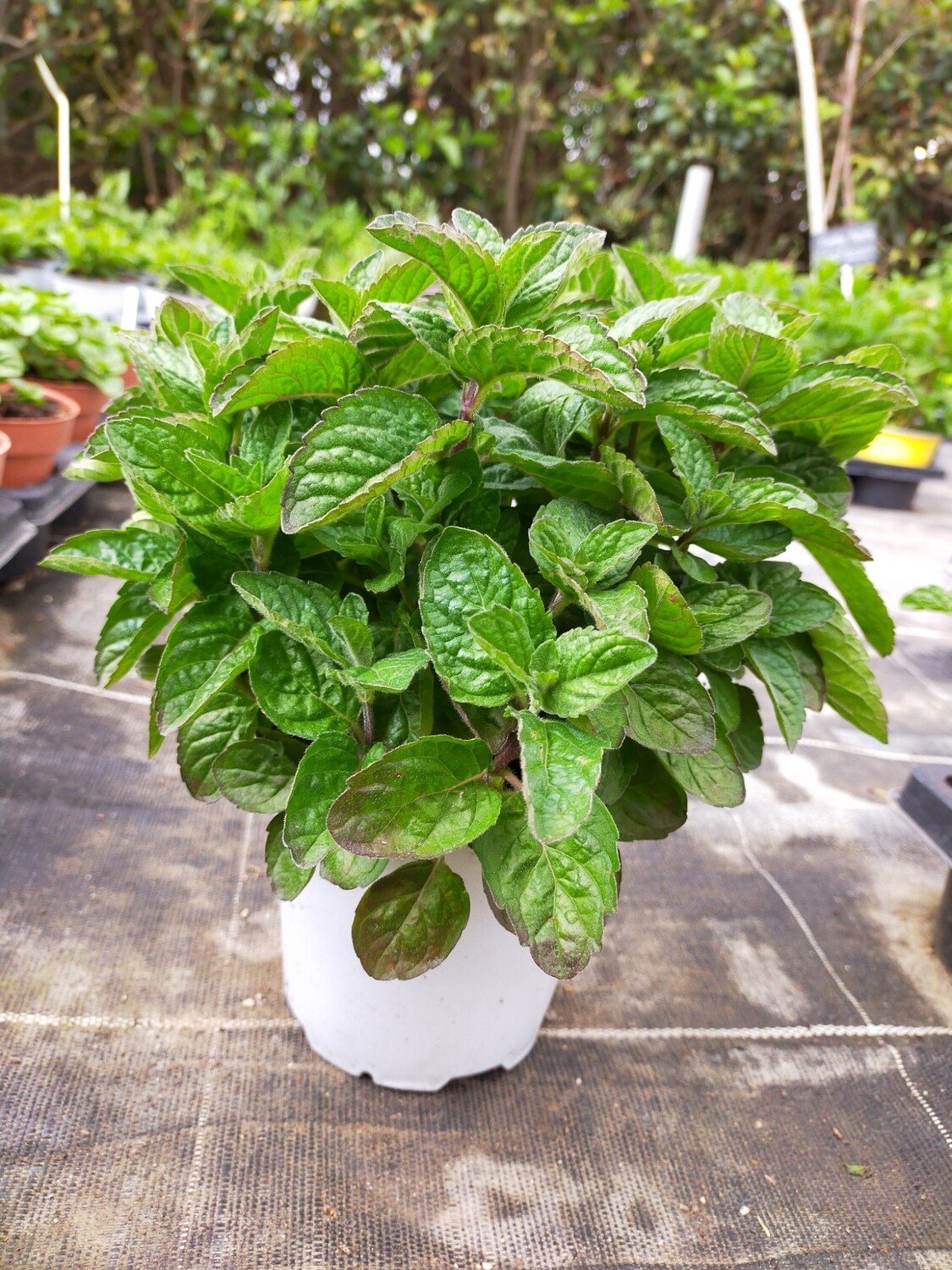 Menthe Pamplemousse