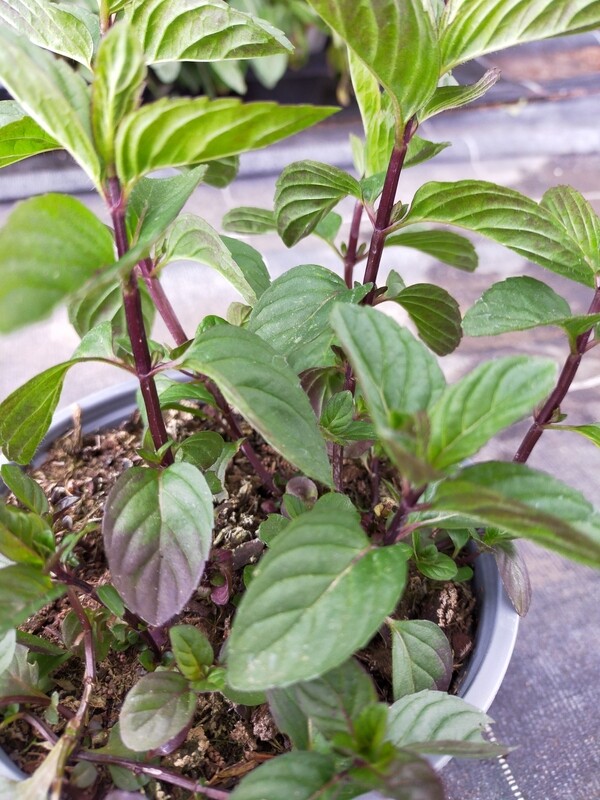 Menthe Anis