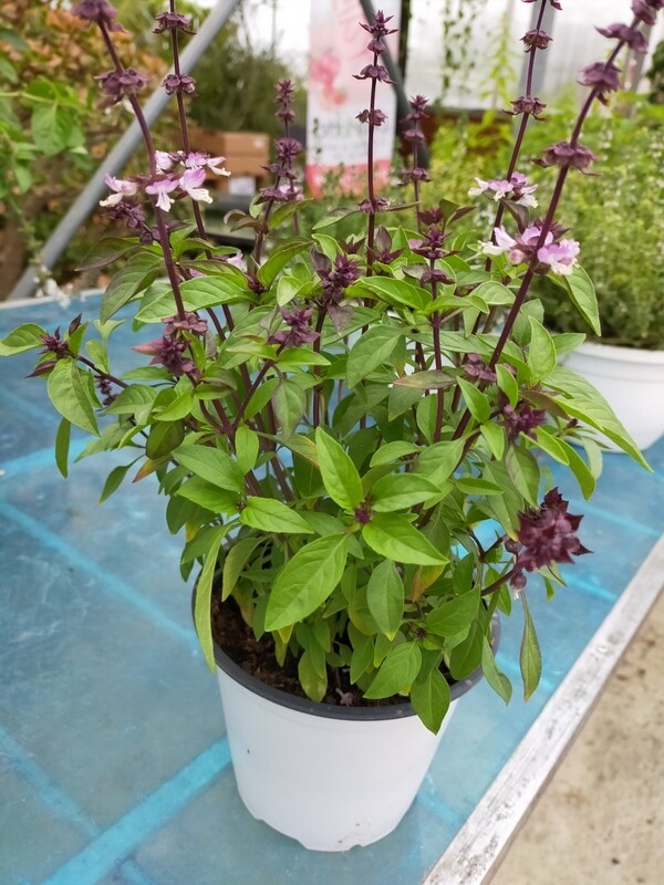 Basilic thai