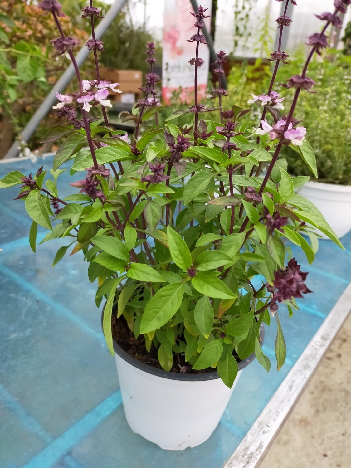 Basilic thai