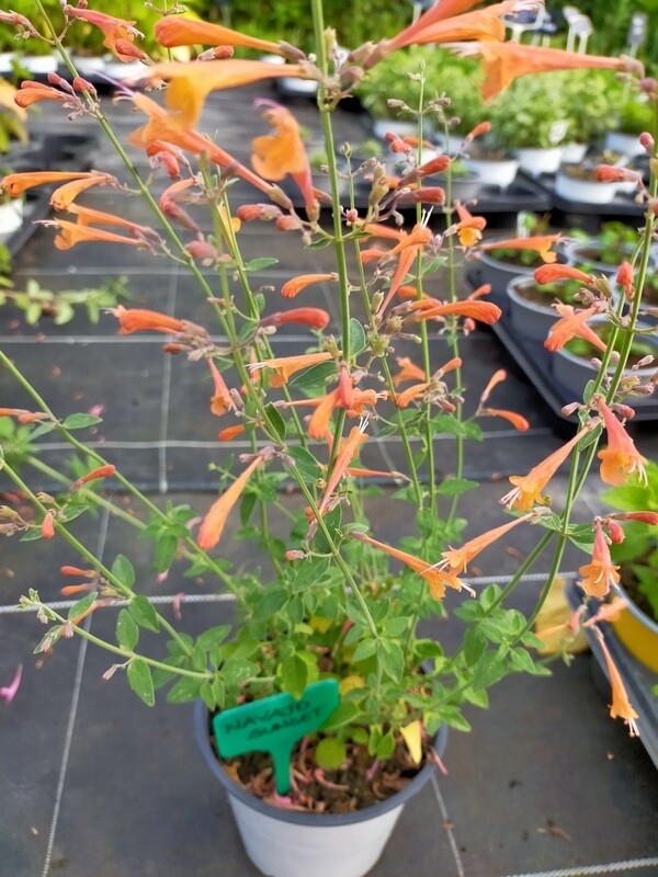Agastache 'Navajo Sunset'