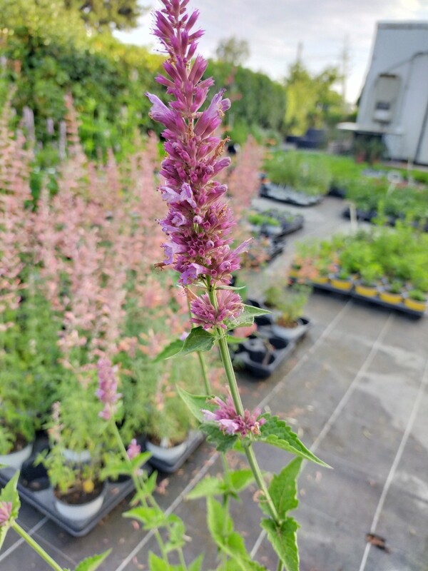 Agastache 'Globetrotter'