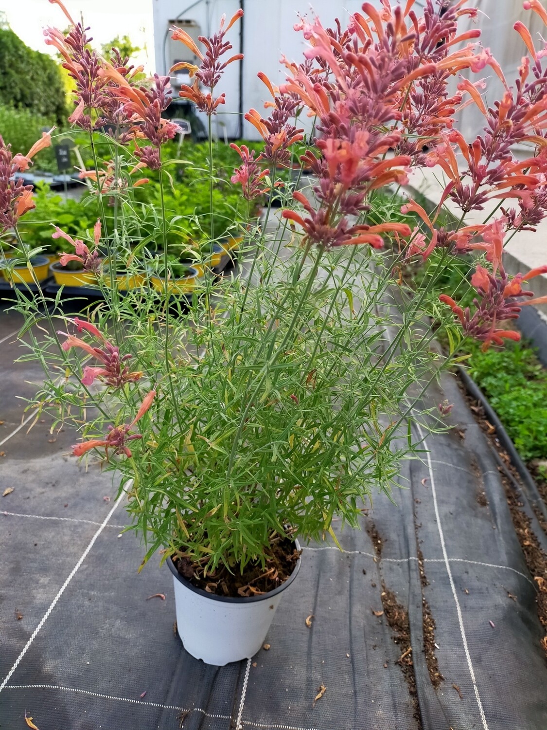 Agastache 'Apache Sunset'