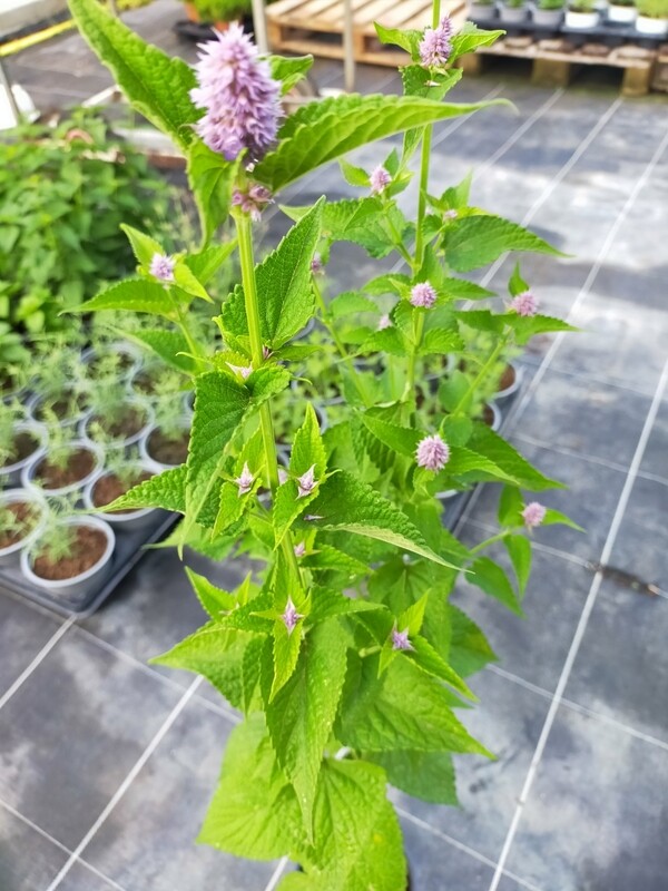 Agastache - Hysope Anisée