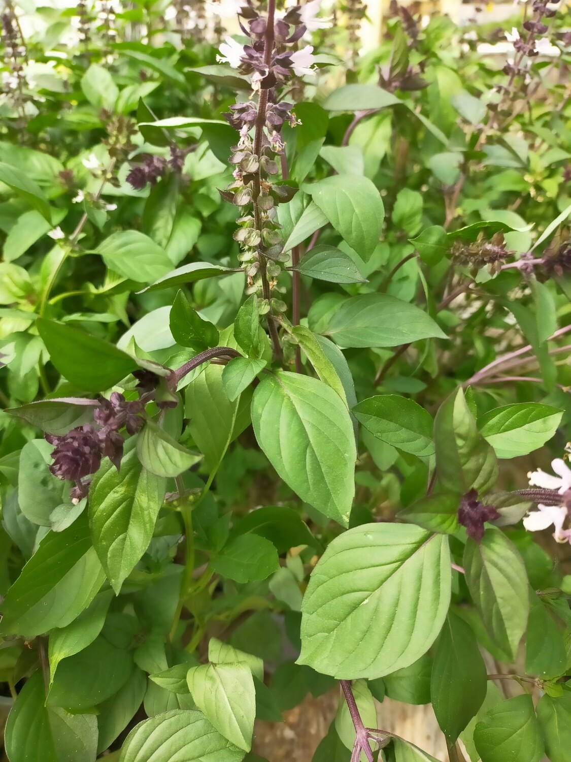 Basilic 'Cannelle'