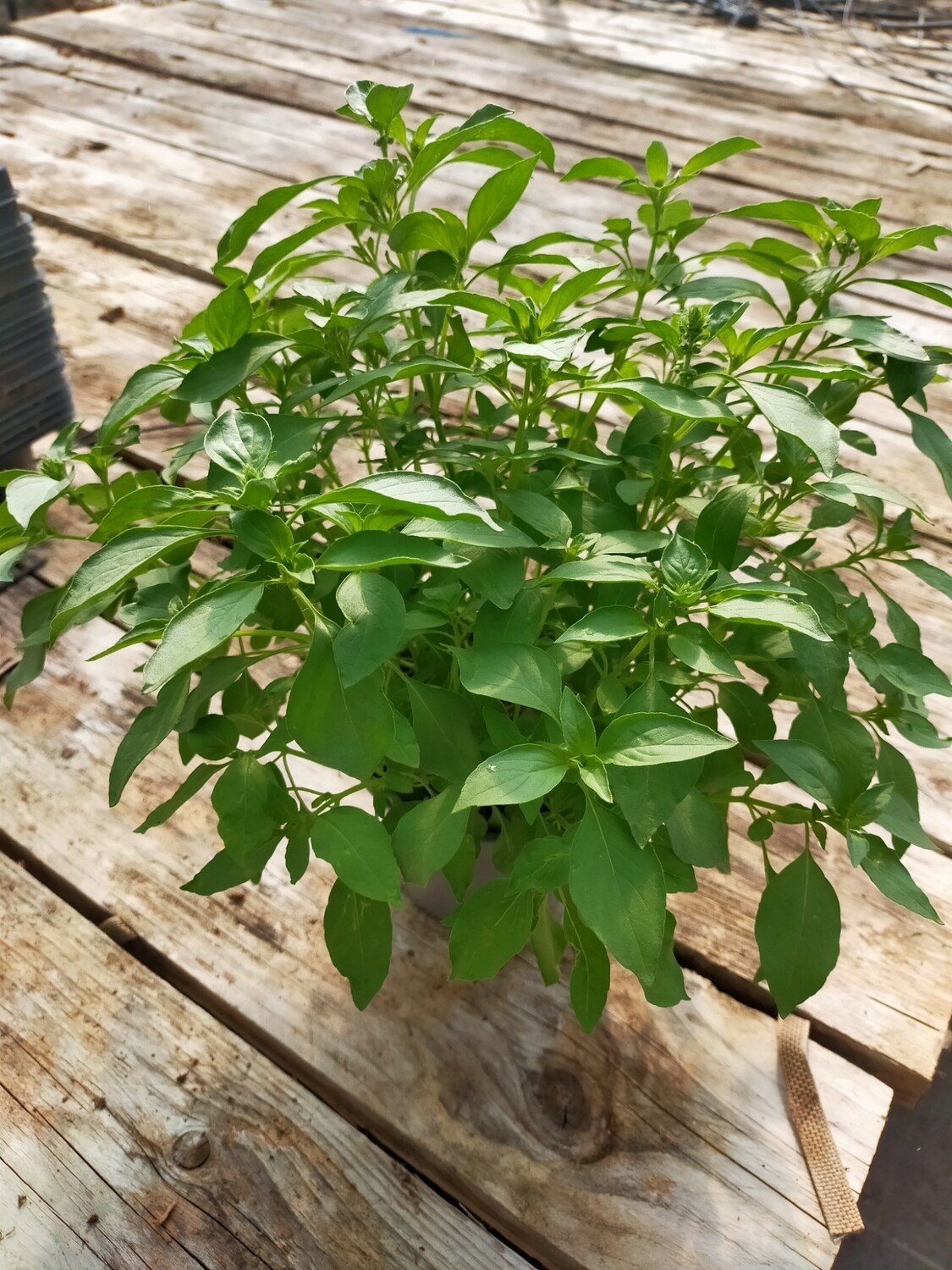 Basilic 'Citron'