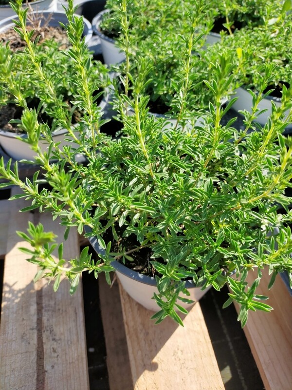 Sarriete Citron