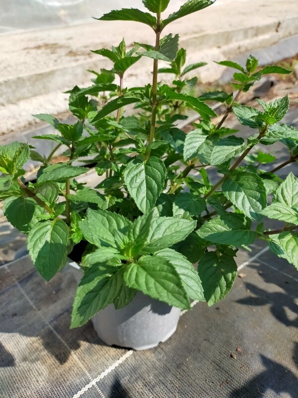 Menthe Chocolat