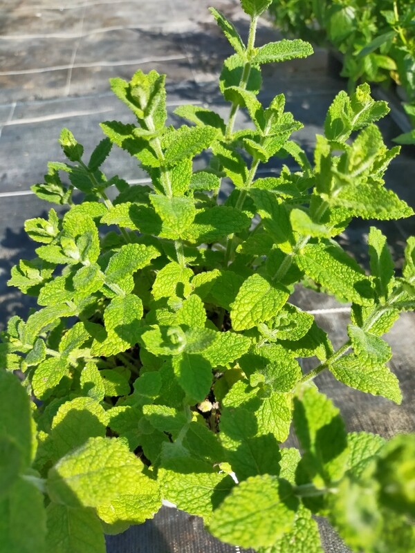 Menthe Pomme