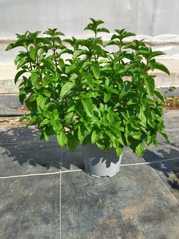 Menthe Bergamote