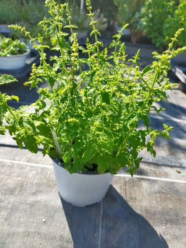 Menthe Fraise