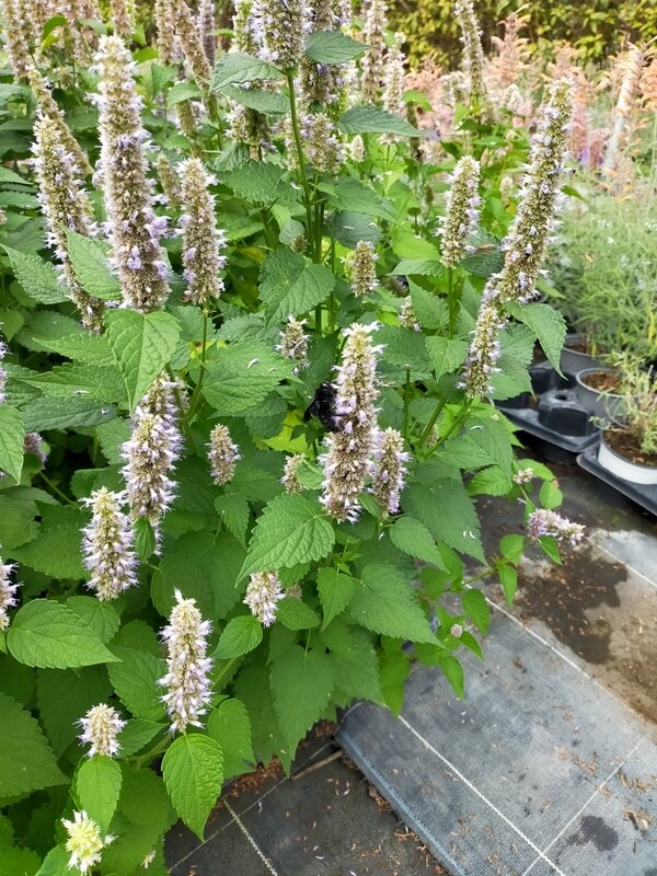 Agastache - Menthe coréenne