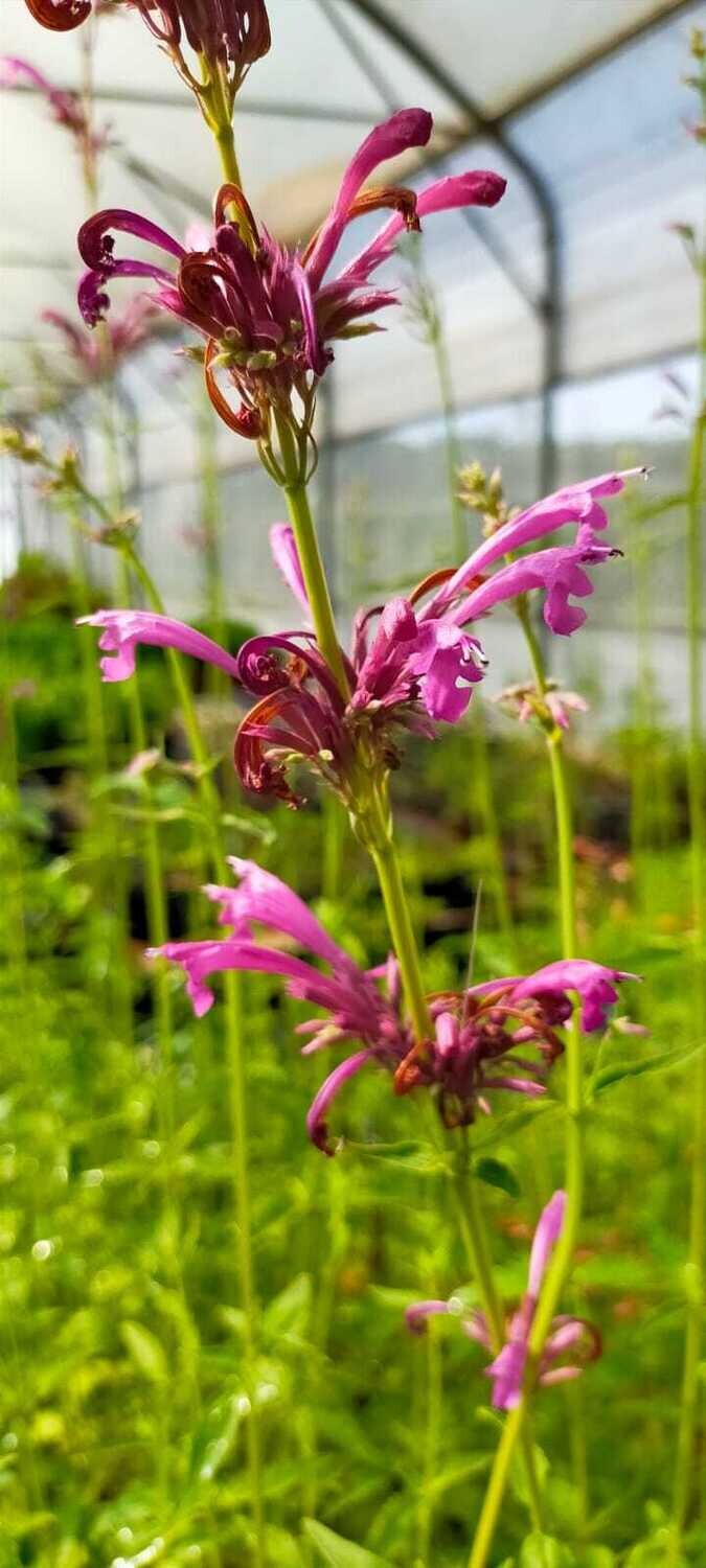 Agastache 'Toronjil Morado'