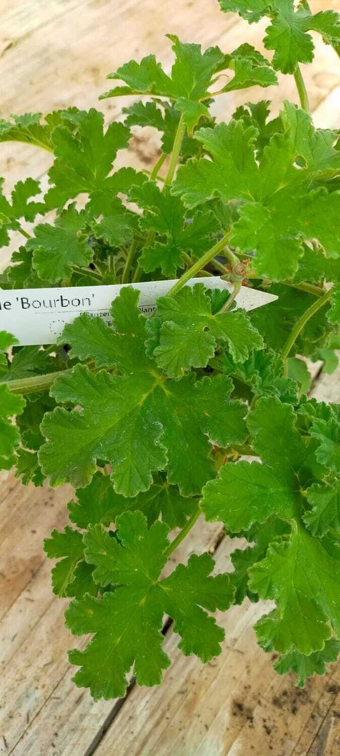 Geranium odorant 'Bourbon'
