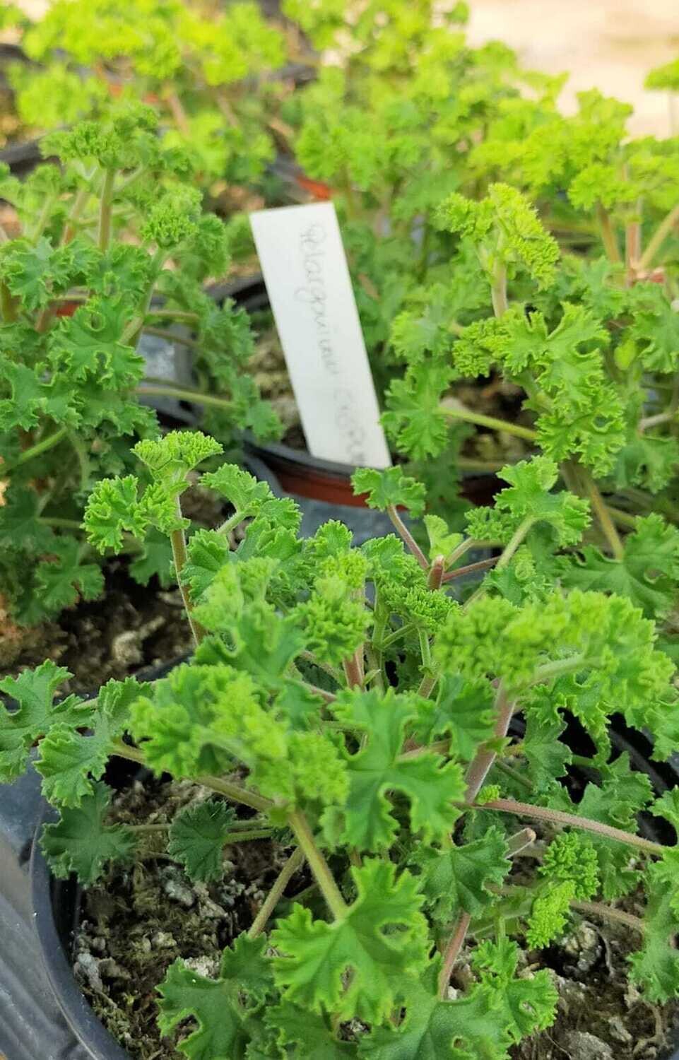 Geranium odorant 'Crispum'