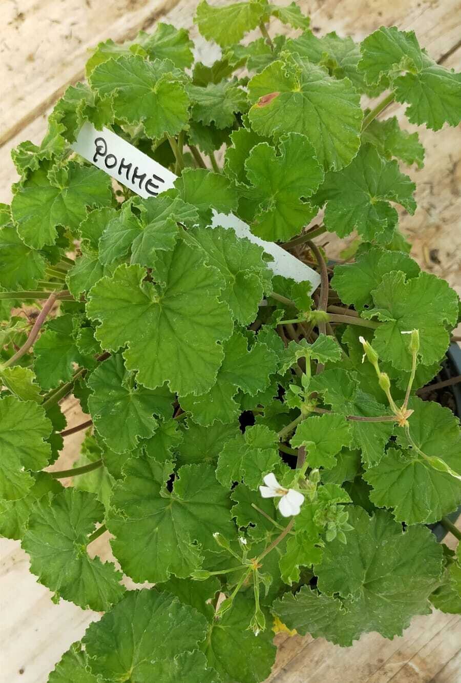 Geranium odorant 'Pomme'