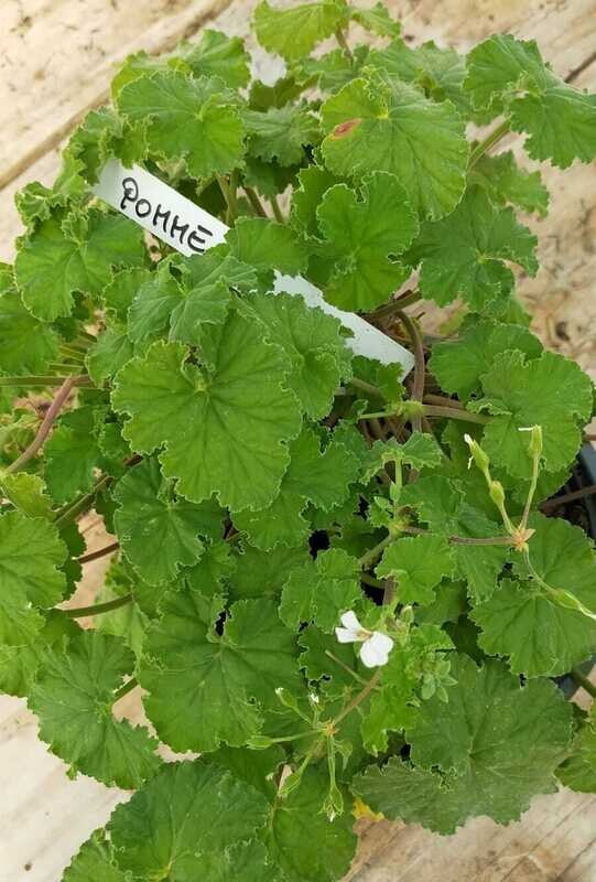 Geranium odorant 'Pomme'