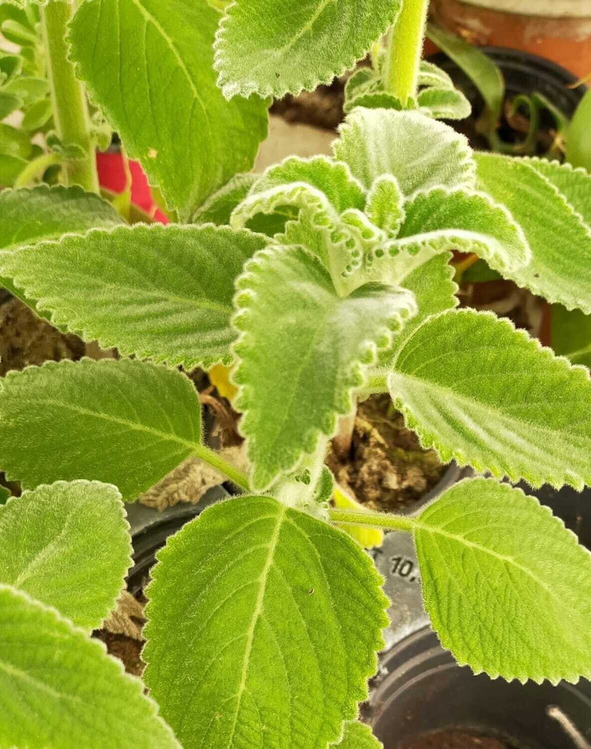 Citronnelle Australienne