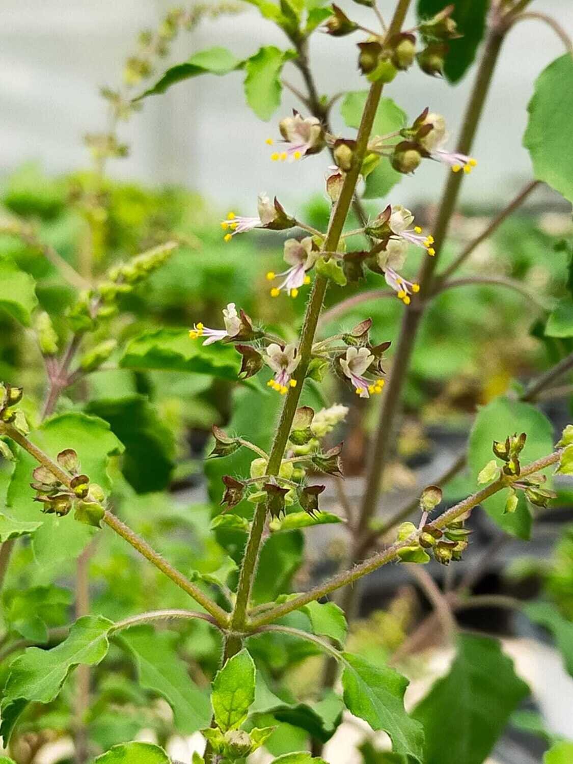 Basilic Sacré 'Tulsi'