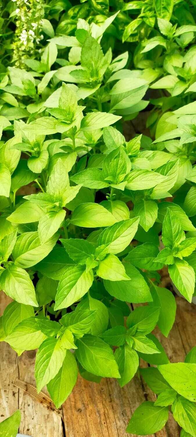 Basilic Citron 'Sweet Dani' - Pot Ø14