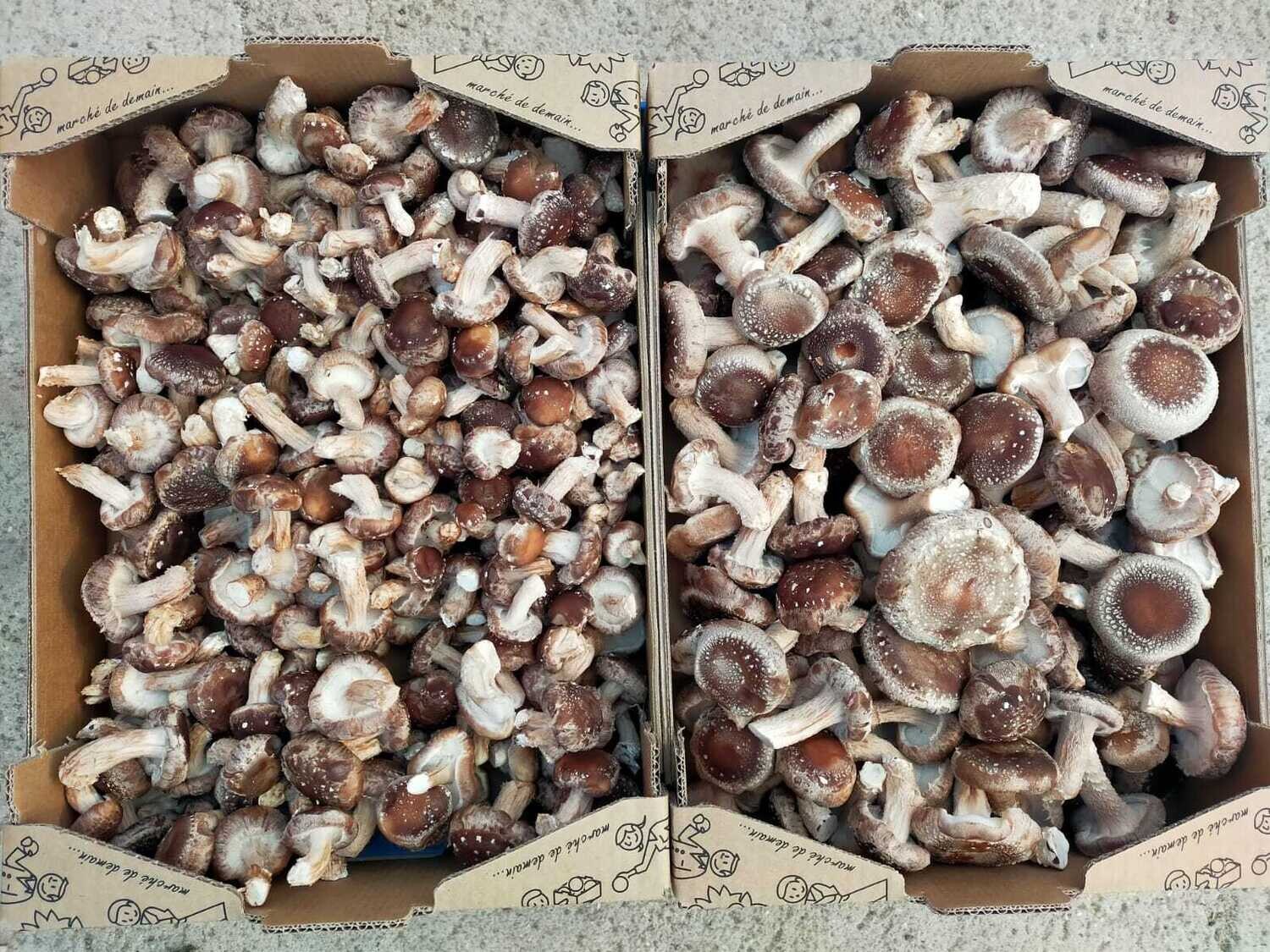 Shiitaké Bio frais 1kg