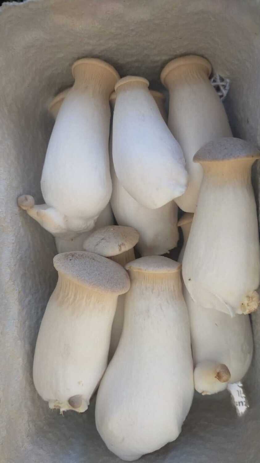 Pleurote du Panicaut Bio frais 250g