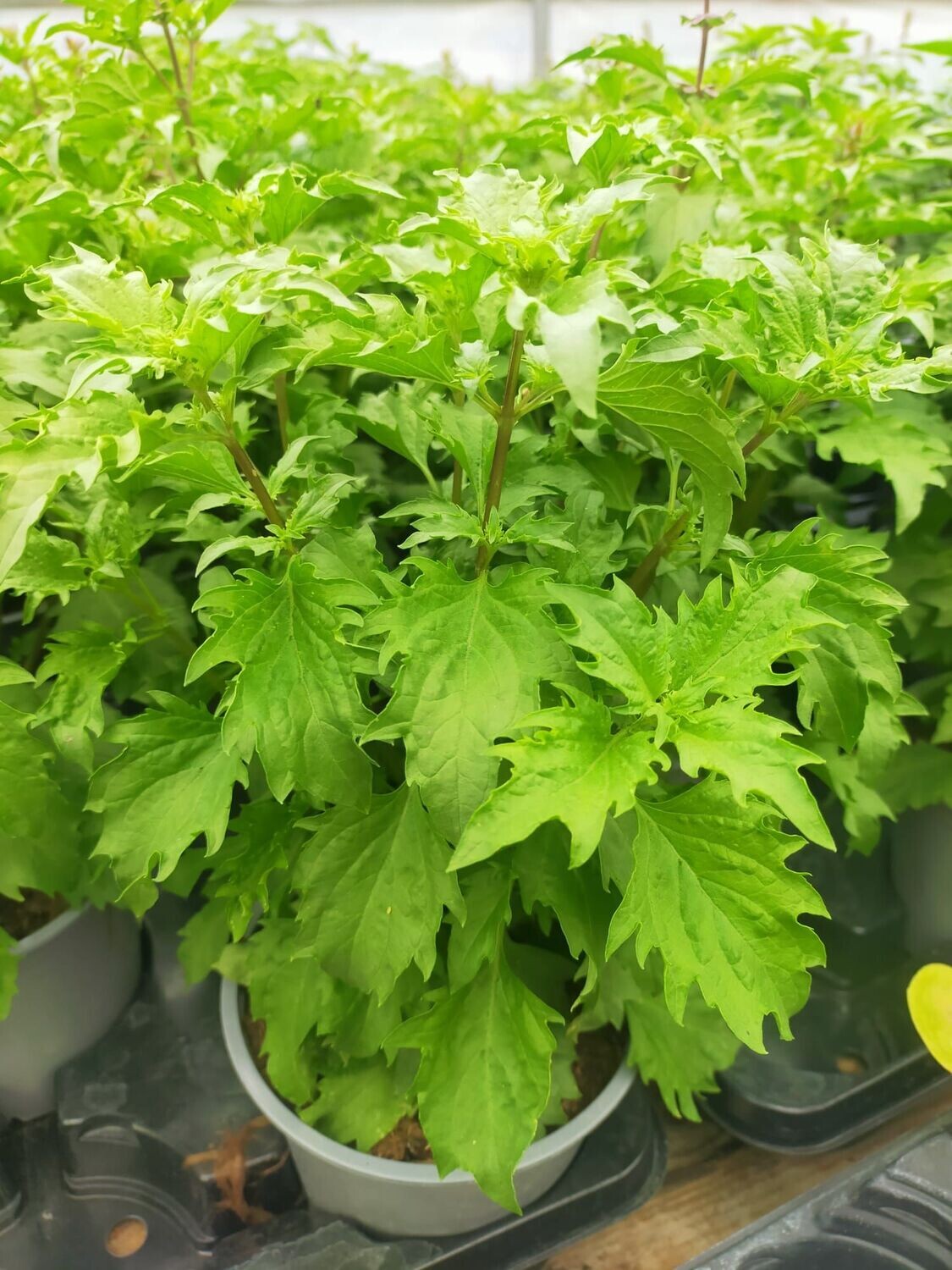 Basilic Perpétuel Zanzibar 'Mrihani'