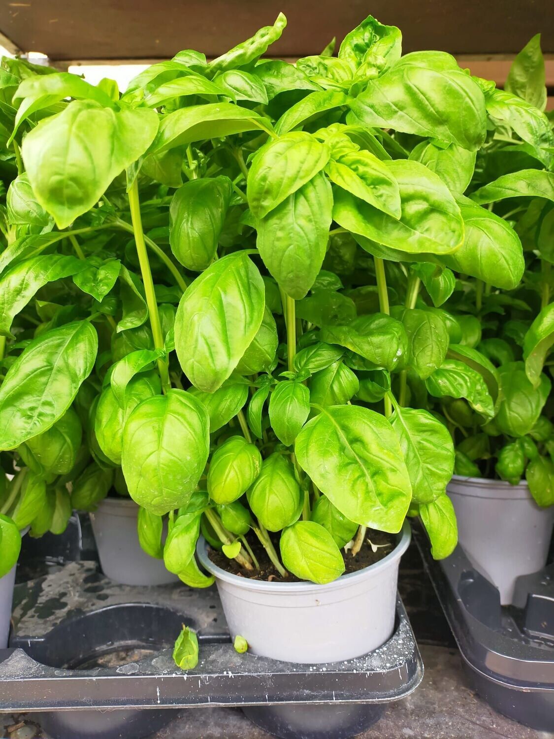Basilic 'Grand Vert'