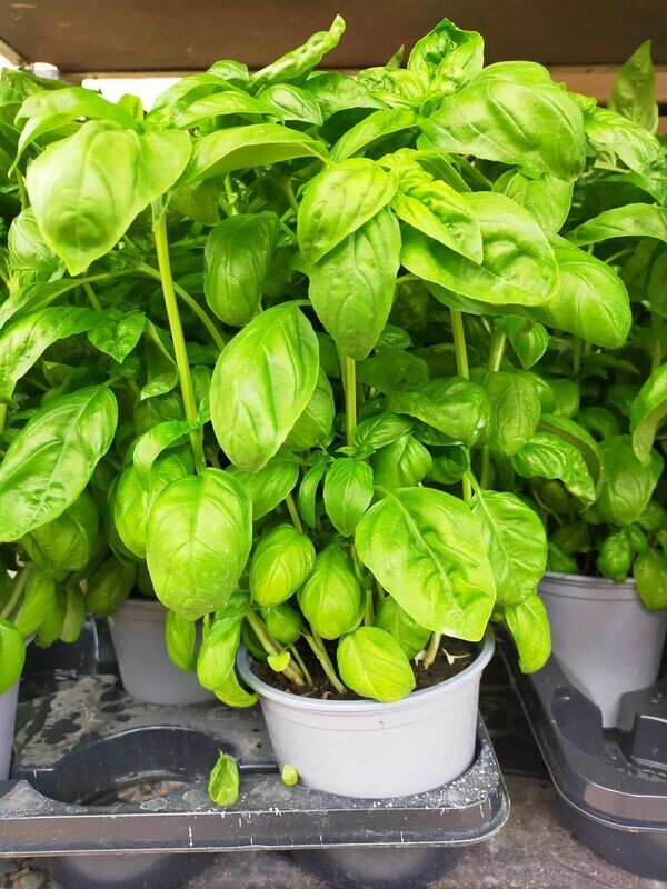 Basilic 'Grand Vert'