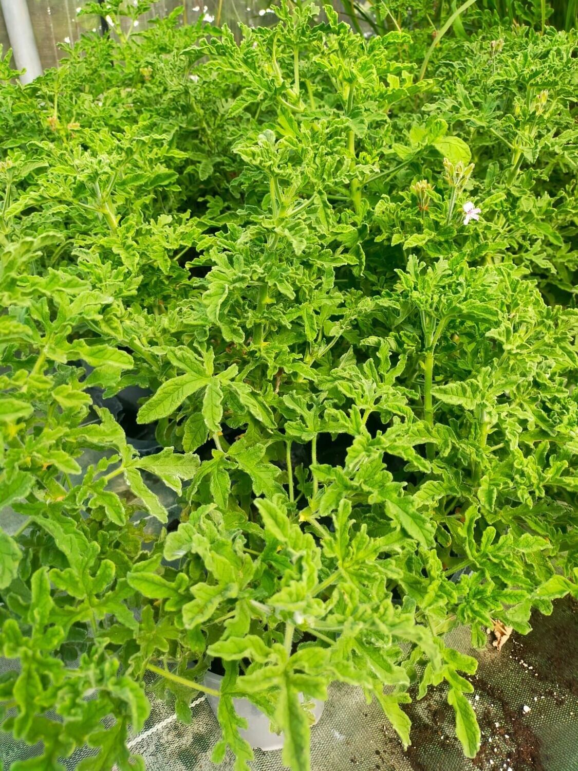 Geranium odorant 'Robers Lemon Rose'