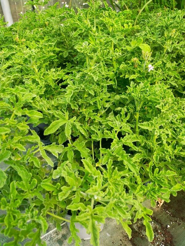 Geranium odorant 'Robers Lemon Rose'