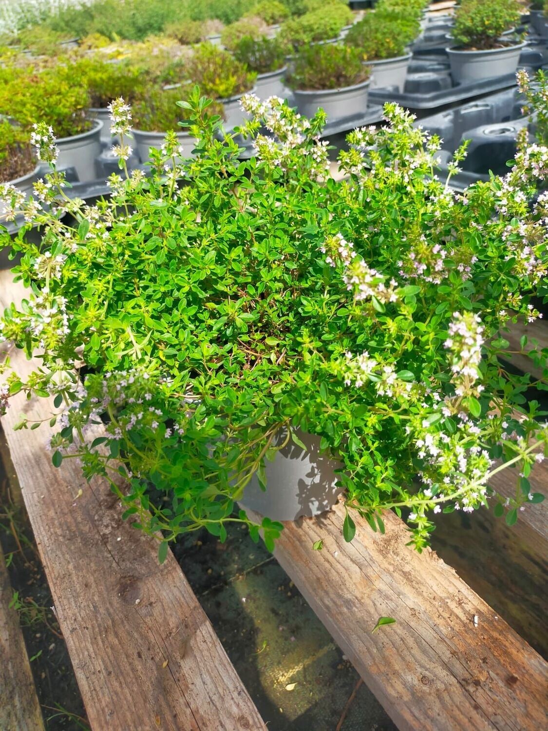 Thym serpolet