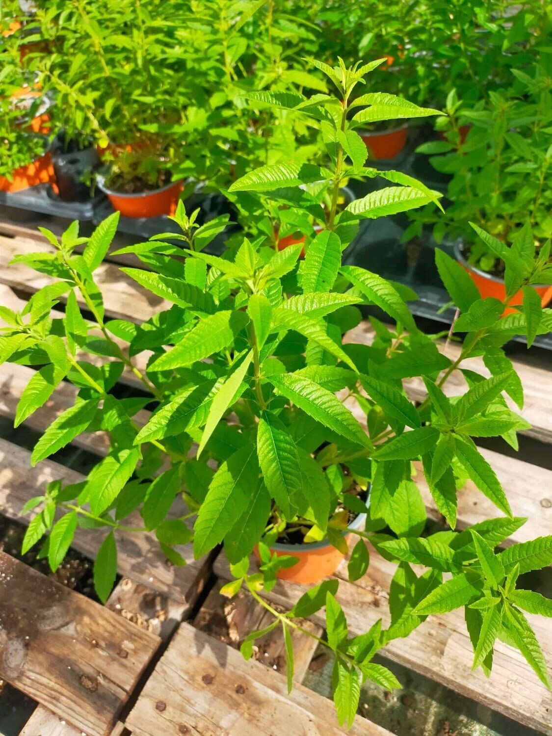 Verveine citronelle / orange Ø14