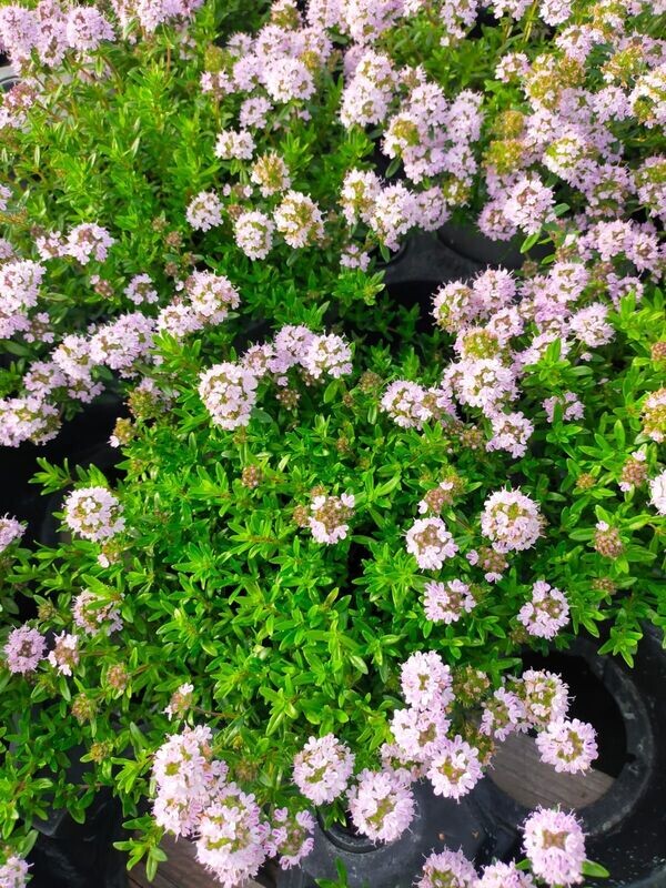 Thym luisant