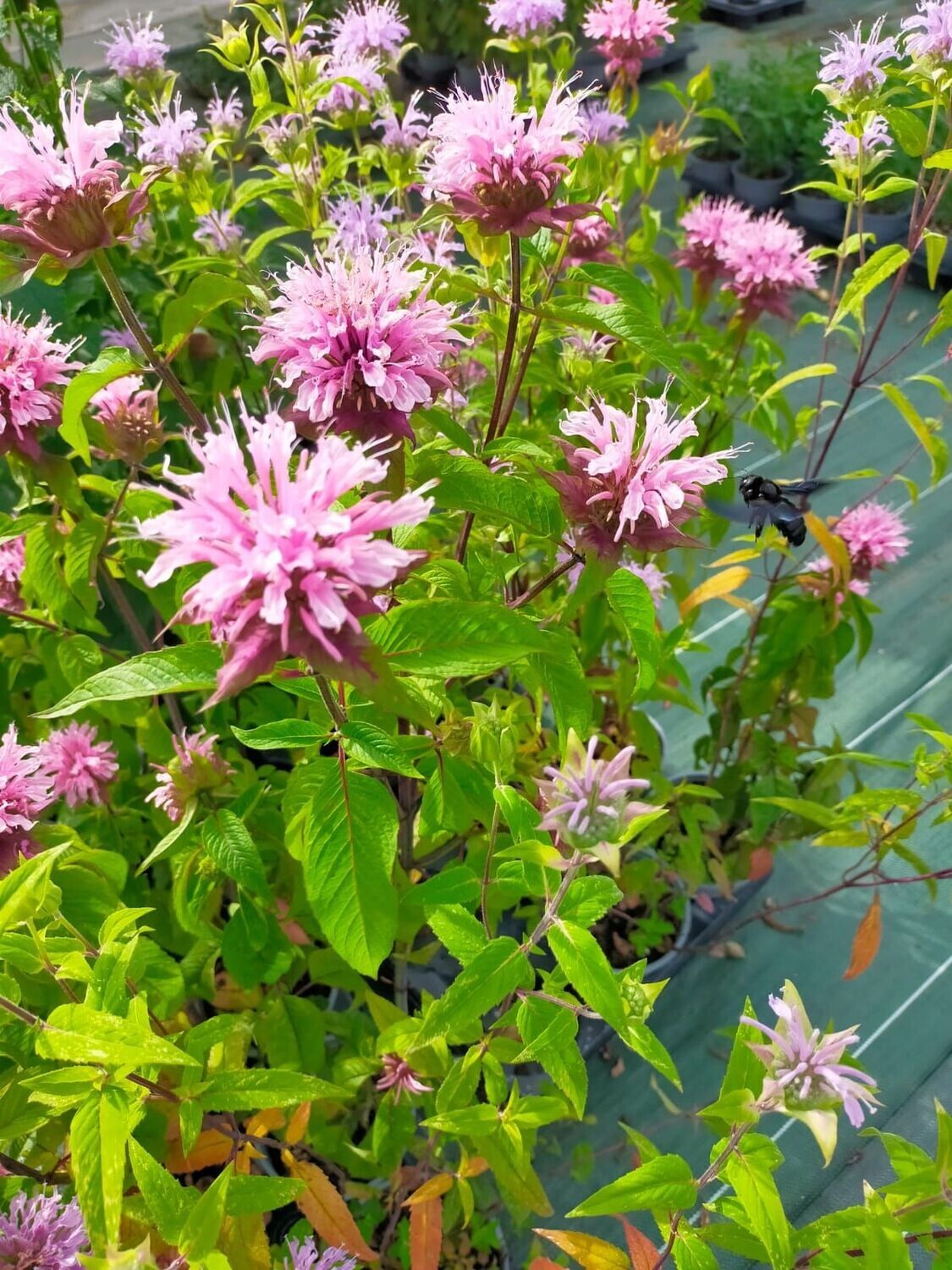 Monarde 'Croftway Pink'