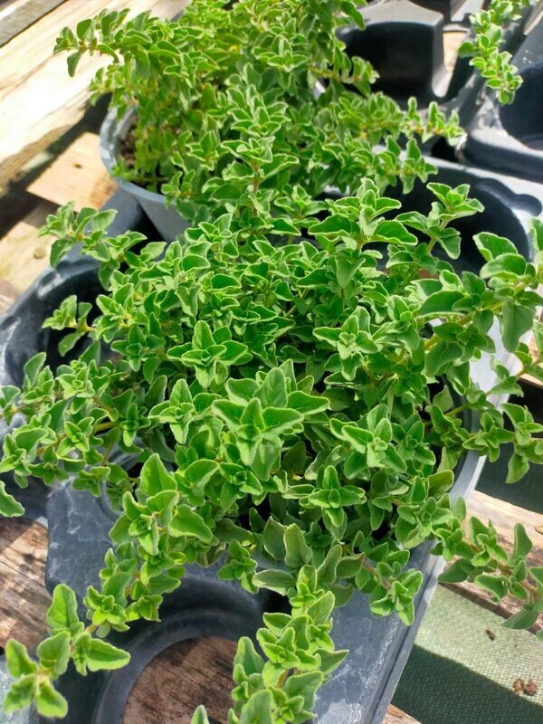 Origan grec 'Hot&Spicy'