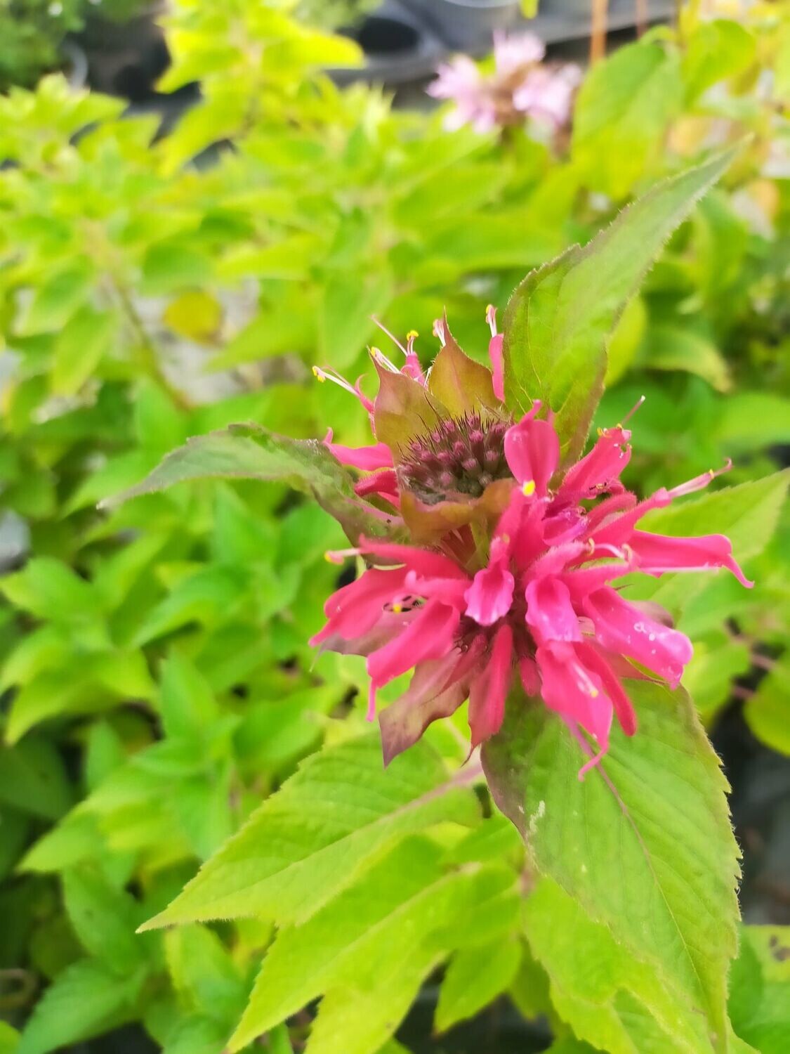 Monarde