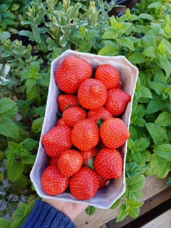 Barquette Fraises Sonsation 500gr