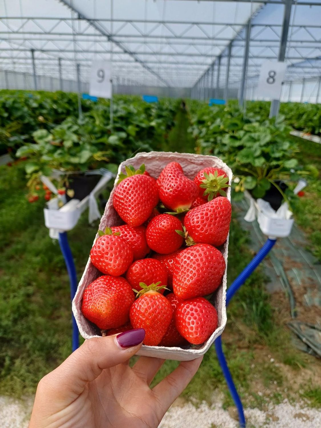 Barquette Fraises Favori 500gr