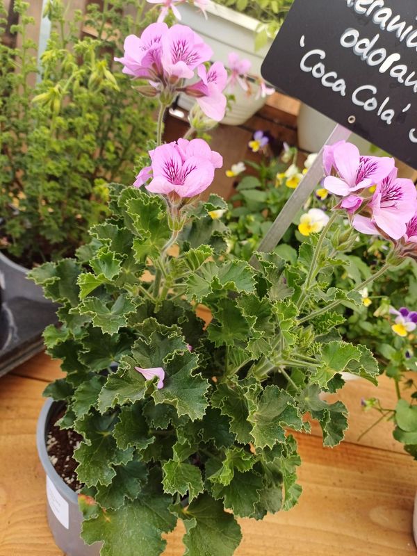 Geranium odorant 'Coca-Cola'