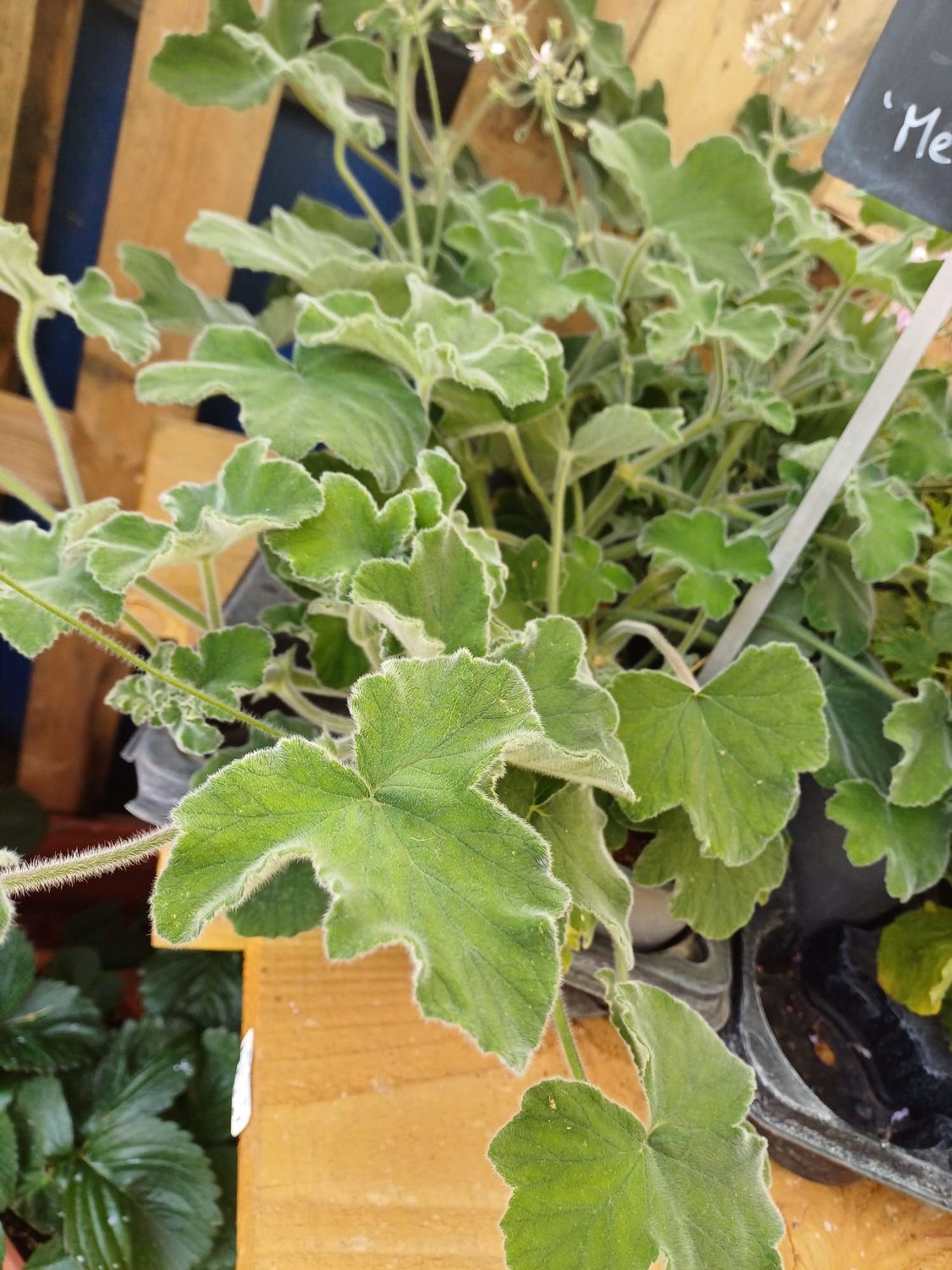 Geranium odorant 'Menthe'