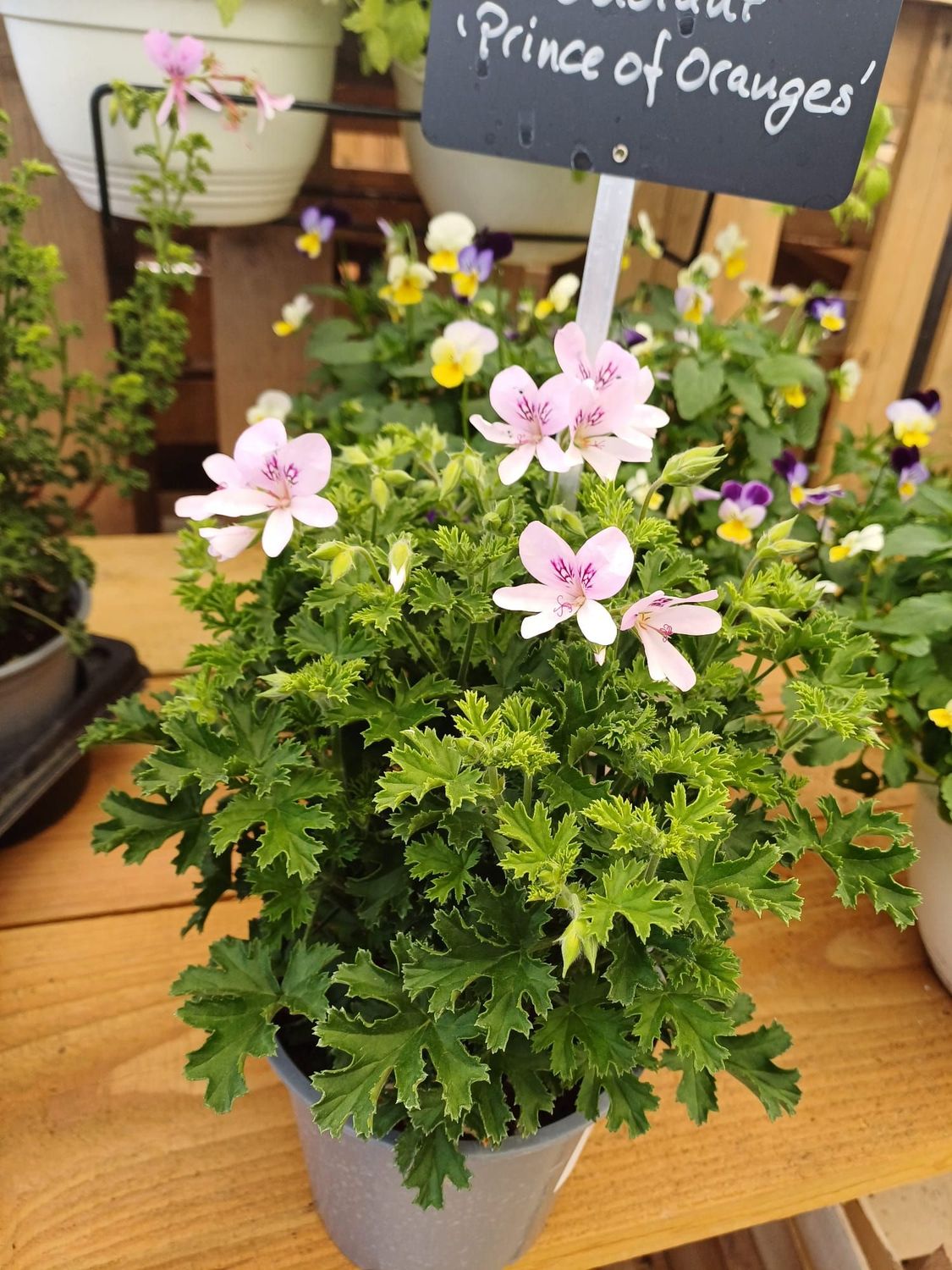 Geranium odorant 'Prince of Oranges'