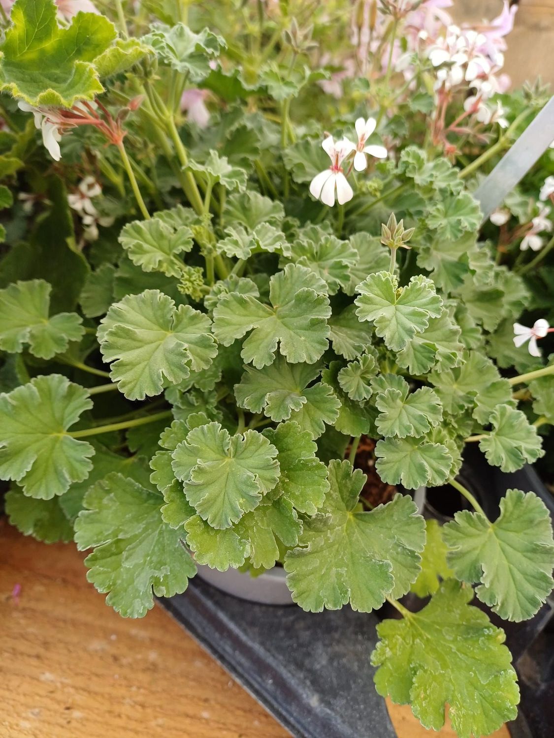 Geranium odorant 'Pin Maritim'