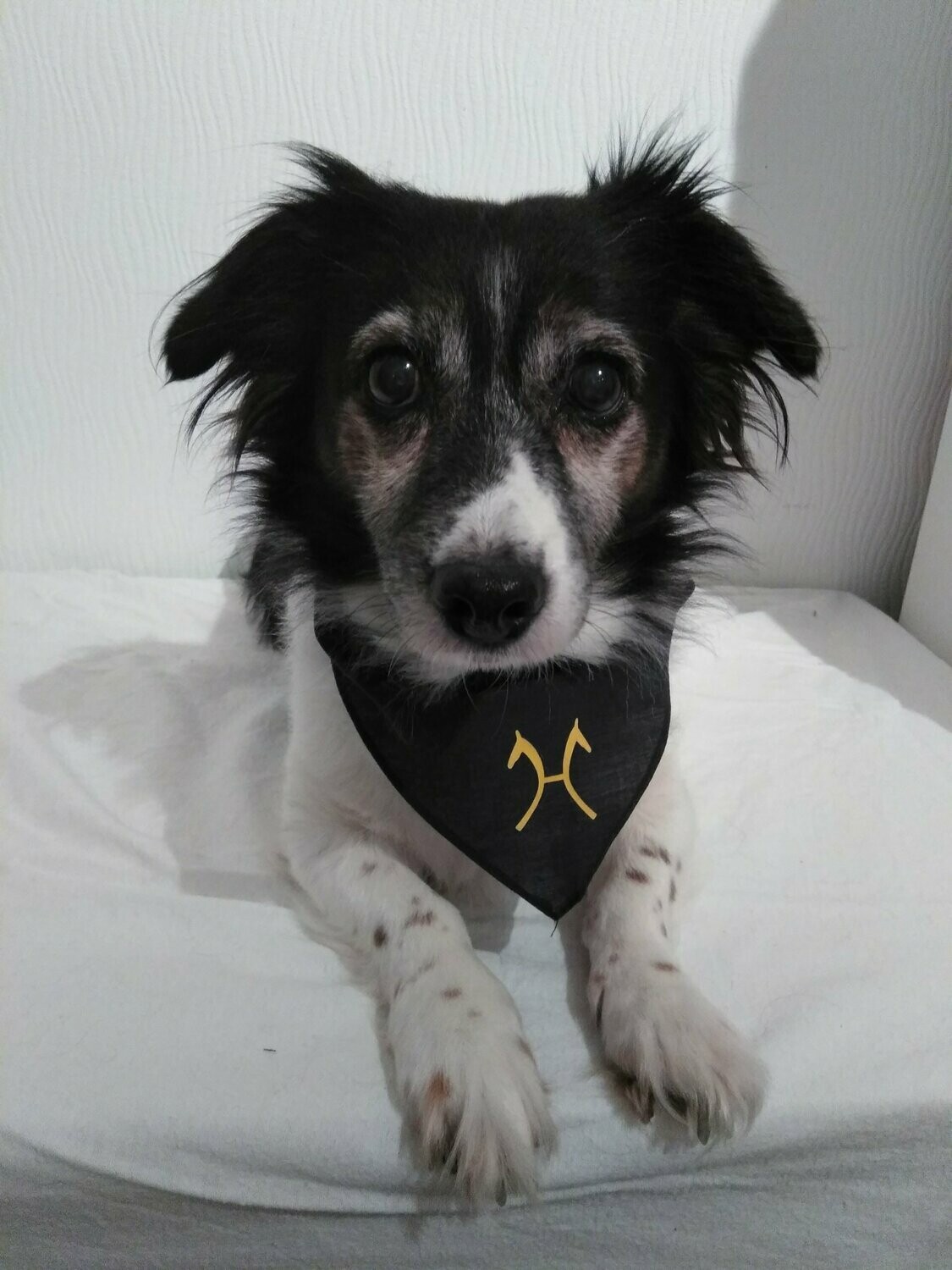 Hundehalstuch "Buffy"
