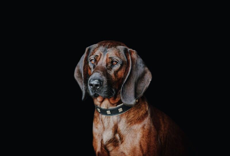 Hunde-Halsband Leder